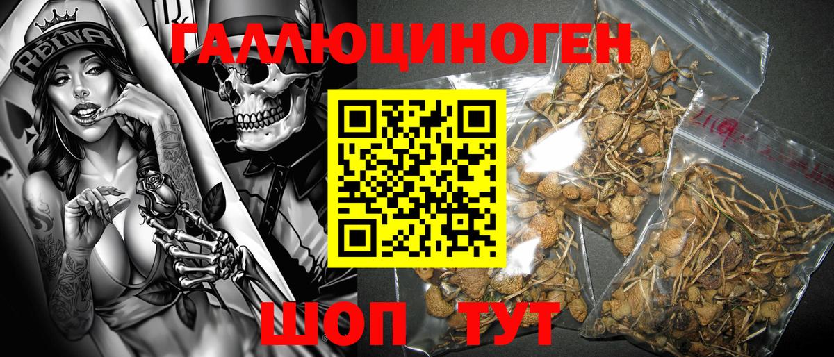 Псилоцибиновые грибы Psilocybe  Вход с VPN  Нижний Новгород  Галлюциногенные грибы мицелий 